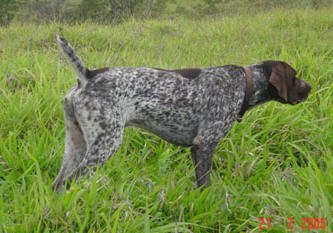 Temperamento do Pointer Inglês (Perdigueiro)